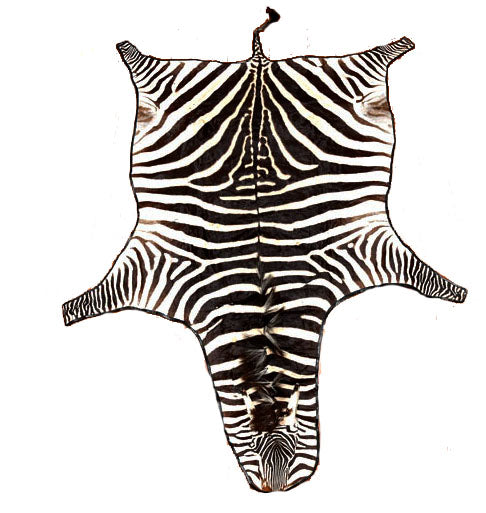 Zebra Hide Skin from Tanzania-1